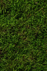Macro texture of moss and tree bark on a white background