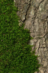 Macro texture of moss and tree bark on a white background
