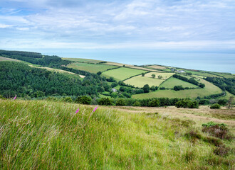flowers on hill in exmoor national park near bristol channel