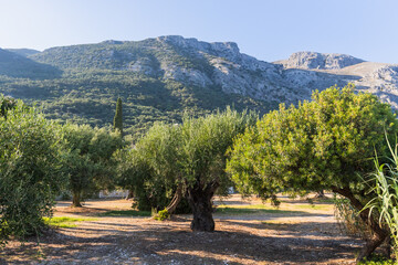 Sunlight filters through ancient olive trees in a peaceful Mediterranean grove set against rocky...