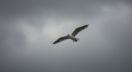 Obraz premium Solitary seagull soaring through an overcast sky.
