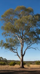 Majestic eucalyptus tree in australian outback landscape under clear blue sky