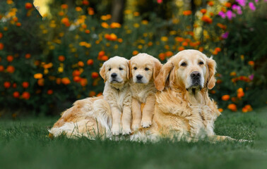 adult golden retriever dog sits with small puppies on the grass in summer near flowers. summer walk with dog