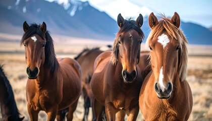Obraz premium Three horses in a field