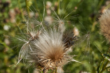 Macrophotography of fluffy creeping thistle seeds on a green background. Creeping thistle (lat. Cirsium arvense) is a species of perennial herbaceous plants of the Asteraceae family.