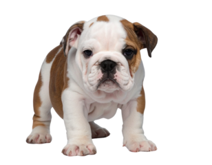 english bulldog isolated on white