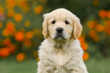 little puppy 1 month old golden retriever dog sits on the grass in summer near flowers. summer walk with dog	