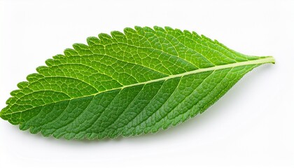 Obraz premium isolated fresh leaves of lemon verbena