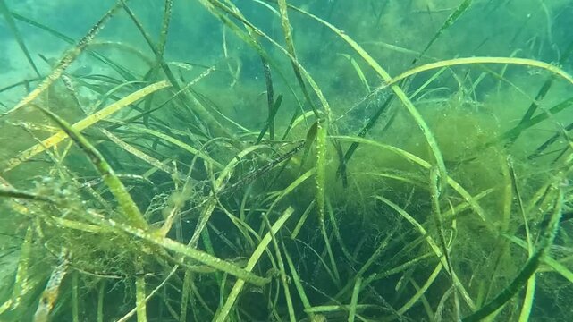 Thickets of sea grass Zostera marina, overgrown with small species of algae in the Black Sea