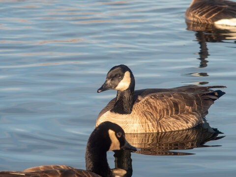 Ducks swimming in peaceful pond during sunny day
