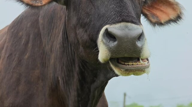 Grazing cow facing viewer, standing in verdant meadow with contemplative expression amid rolling green farmland scenery