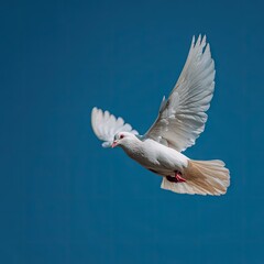 Fototapeta premium A white pigeon soars through a vibrant blue sky, showcasing its graceful flight.
