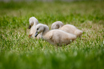 Beautiful white swan family in Hra&scaron;e Slovenia