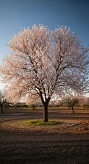 Obraz premium Serene sunrise over almond tree in full bloom in rural orchard landscape