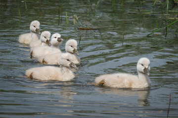 Beautiful white swan family in Hraše Slovenia