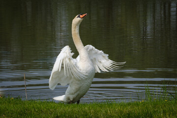 Fototapeta premium Beautiful white swan family in Hraše Slovenia