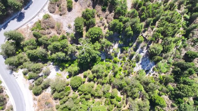 Albania Llogara national park pine trees forest, Flag tree symbol tree