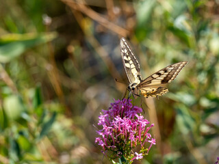 Swallowtail butterfly