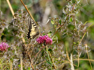 Swallowtail butterfly