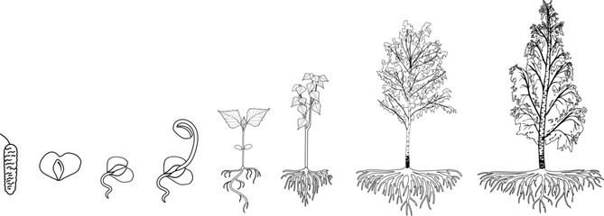 Coloring page with life cycle of birch tree (Betula pendula). Growth stages from seed and sprout to old tree old tree with root system and crown