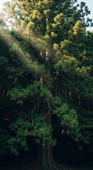 Majestic sunlit evergreen tree in dense forest