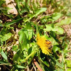bee on a flower