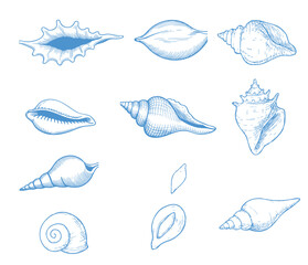 Illustration of various seashells in blue ink on a white background arranged in a grid pattern