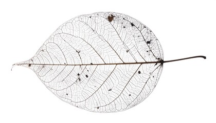 A detailed, intricate, translucent leaf vein structure, isolated against a pure white backdrop, showcasing the delicate network of veins.