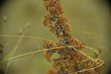 Withered juniper with ripe fruit.