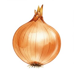 Watercolor Painting of a Brown Onion on White Background