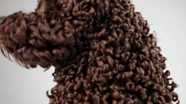 Textured hairy outer layer of water dog breed, isolated on plain white backdrop pattern