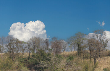 A serene landscape featuring lush greenery, scattered trees, and a bright blue sky