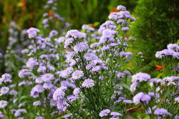 Purple Marguerite flower in bloom.