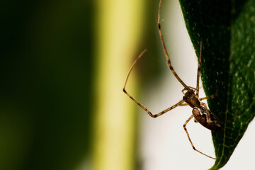 Horizontal shot of a spider hanging from a leaf