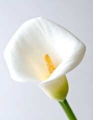 A close-up of a pristine white calla lily, showcasing its delicate petals and vibrant yellow center against a neutral backdrop.