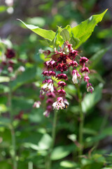 Himalayan honeysuckle (leycesteria formosa) flowers in bloom