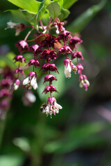 Himalayan honeysuckle (leycesteria formosa) flowers in bloom