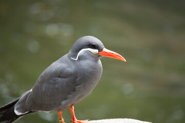 Inkaseeschwalbe mit auffälligem Schnurrbart