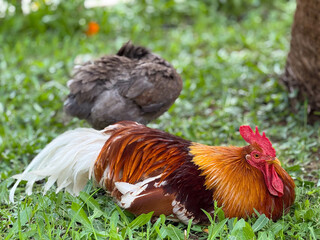 Colorful rooster resting on green grass with a hen in the background. Rural lifestyle, farming and domestic poultry in natural surroundings.