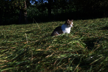 Horizontal view of a concentrated cat searching for mice in a mowed down meadow