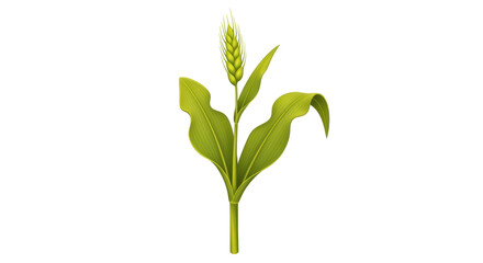 Isolated Ear of Wheat, Plant Stem, and Green Leaves in Summer Farm Fields or Grain Fields