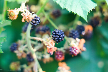 blackberry fruits on tree summer