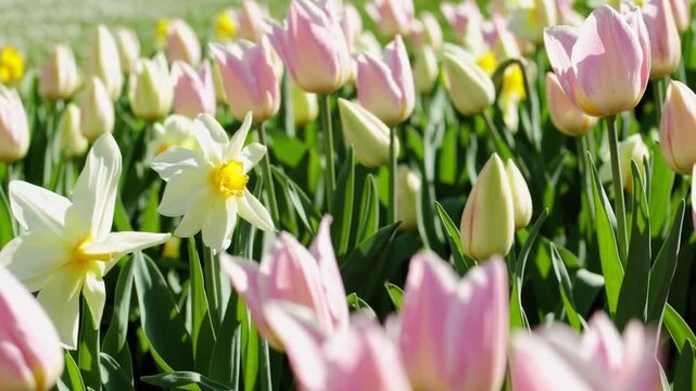 delicate and spacious wide-format background design themed around the Easter spring holiday, offering ample free space for text or graphics