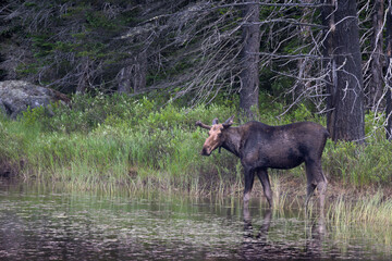 Male bull moose Alces alces with velvet antlers wading into a pond on a hot summer day in Algonquin Provincial Park Ontario Canada