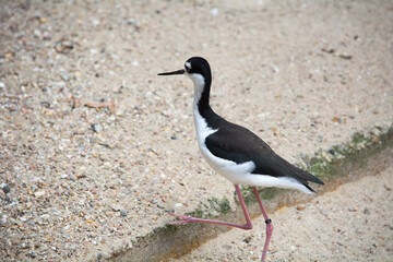 Amerikanischer Stelzenläufer mit langen Beinen im Sand
