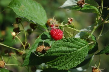 ripe raspberries closeup green background