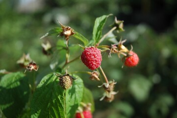 ripe raspberries closeup green background