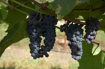 cluster of ripe blue grapes with green backdrop
