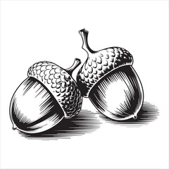 Hand Drawn Acorn Illustration Black and White,Vintage Acorn Sketch Isolated on White,Detailed Acorn Drawing in Engraving Style,Botanical Acorn Artwork in Line Art Style,Classic Acorn Vector in Hand