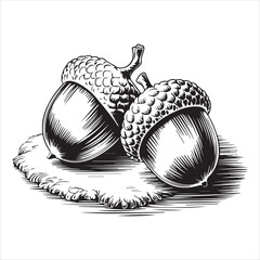Hand Drawn Acorn Illustration Black and White,Vintage Acorn Sketch Isolated on White,Detailed Acorn Drawing in Engraving Style,Botanical Acorn Artwork in Line Art Style,Classic Acorn Vector in Hand